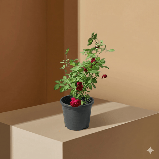 🌹 Outdoor Rose Plant Mix - Dubai Garden Glory! - Greensouq - 