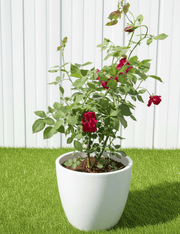 🌹 Outdoor Rose Plant Mix - Dubai Garden Glory! - Greensouq - 