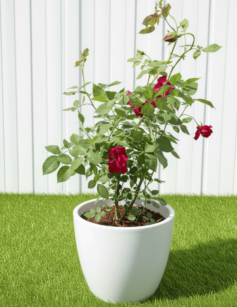 🌹 Outdoor Rose Plant Mix - Dubai Garden Glory! - Greensouq - 