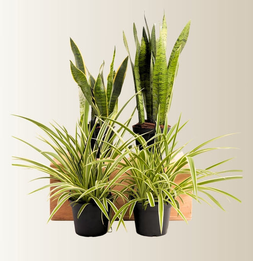 Overcome your Fears Plants Bundle (2xSansevieria trifasciata (Indoor) 40 - 60cm, 2xSpider plant 30 - 40cm) - Greensouq - 