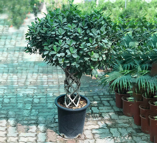 Ficus panda “Cage Shape” (1.4-1.6 m)