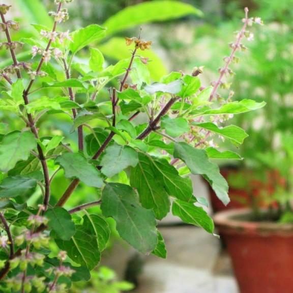 Ocimum tenuiflorum, Tulsi plant or Holy Basil