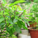 Ocimum tenuiflorum, Tulsi plant or Holy Basil
