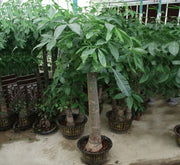 Pachira aquatica, Money Tree "120 - 150mm Trunk Dia" - Greensouq - 