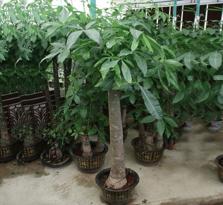 Pachira aquatica, Money Tree "120 - 150mm Trunk Dia" - Greensouq - 