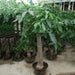 Pachira aquatica, Money Tree "120 - 150mm Trunk Dia" - Greensouq - 