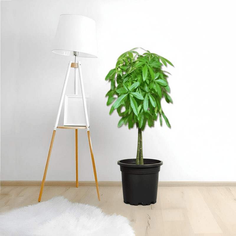 Pachira aquatica, Money Tree "120 - 150mm Trunk Dia" - Greensouq - 