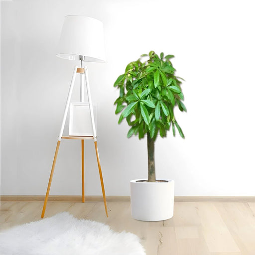 Pachira aquatica, Money Tree "120 - 150mm Trunk Dia" - Greensouq - 