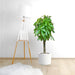 Pachira aquatica, Money Tree "120 - 150mm Trunk Dia" - Greensouq - 