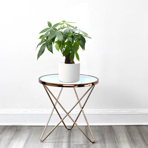 Pachira Aquatica (Money Tree) – 30cm - Greensouq - 