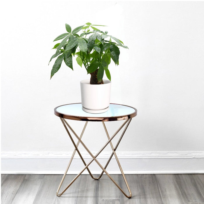 Pachira Aquatica (Money Tree) – 30cm - Greensouq - 