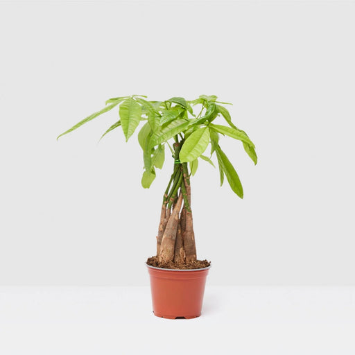 Pachira Aquatica (Money Tree) – 30cm - Greensouq - 