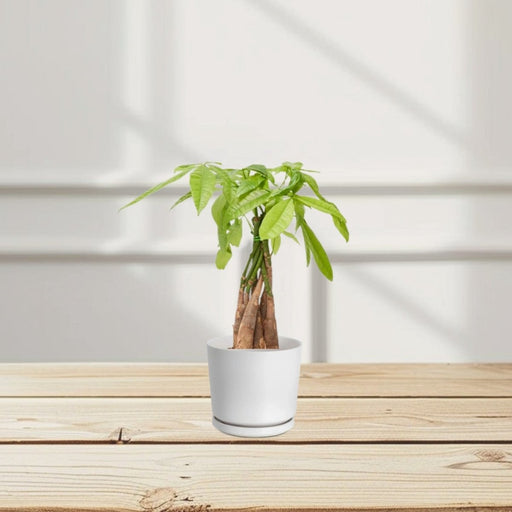 Pachira Aquatica (Money Tree) – 30cm - Greensouq - 