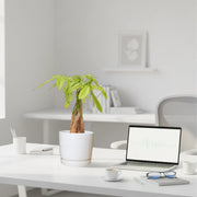 Pachira Aquatica (Money Tree) – 30cm in Ceramic Pot - Greensouq - 