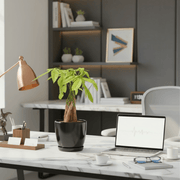 Pachira Aquatica (Money Tree) – 30cm in Ceramic Pot - Greensouq - 