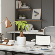 Pachira Aquatica (Money Tree) – 30cm in Ceramic Pot - Greensouq - 