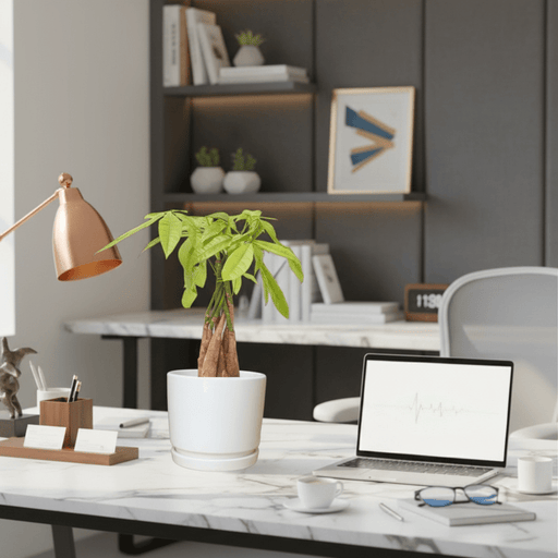 Pachira Aquatica (Money Tree) – 30cm in Ceramic Pot - Greensouq - 