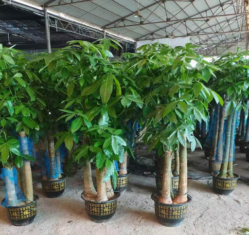 Pachira aquatica, Money Tree "Triple Trunk" - Greensouq - 