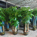 Pachira aquatica, Money Tree "Triple Trunk" - Greensouq - 