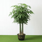 Pachira Aquatica - Money Tree (Triple Trunk) | UAE Top Plants! - Greensouq - 