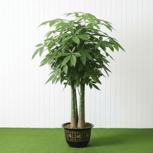 Pachira Aquatica - Money Tree (Triple Trunk) | UAE Top Plants! - Greensouq - 