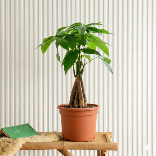 Pachira Aquatica twisted (Money Tree) – 30cm - Greensouq - 