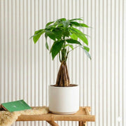 Pachira Aquatica twisted (Money Tree) – 30cm - Greensouq - 