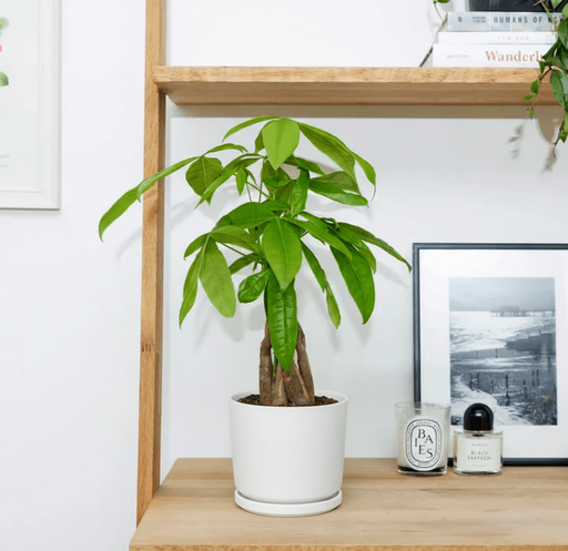 Pachira Aquatica twisted (Money Tree) – 30cm - Greensouq - 