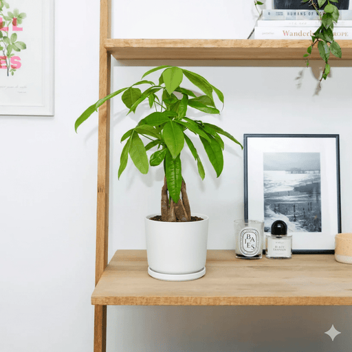 Pachira Aquatica twisted (Money Tree) – 30cm - Greensouq - 