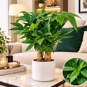 Pachira Multi Trunk 40-50cm | UAE's Lush Greens! - Greensouq - indoor