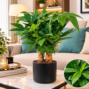 Pachira Multi Trunk 40-50cm | UAE's Lush Greens! - Greensouq - indoor