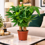 Pachira Multi Trunk 40-50cm | UAE's Lush Greens! - Greensouq - indoor