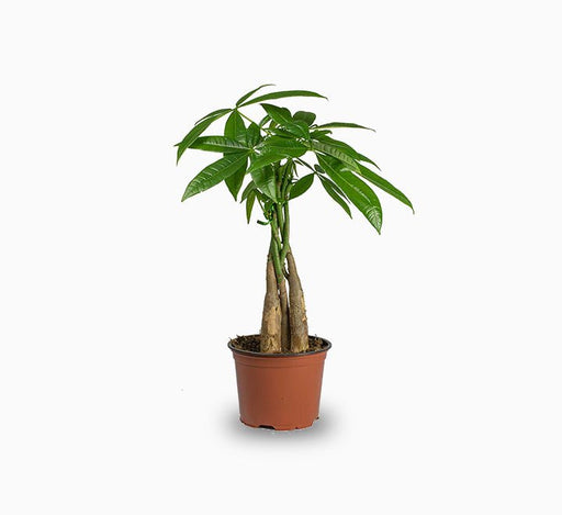 Pachira twisted trunk 30 - 40 cm - Greensouq - 