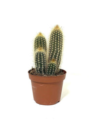Pachy Cactus - Greensouq - 