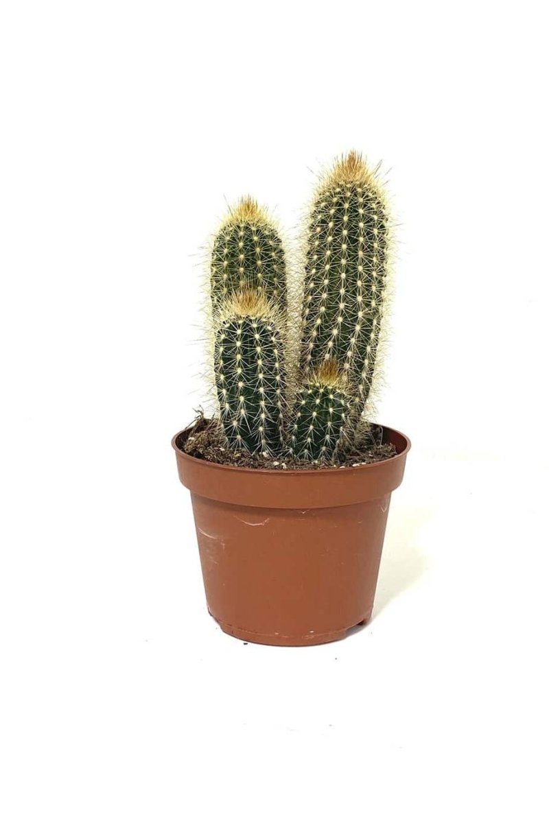 Pachy Cactus - Greensouq - 