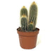 Pachy Cactus - Greensouq - 