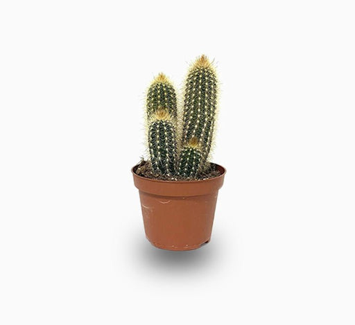 Pachy Cactus - Greensouq - 