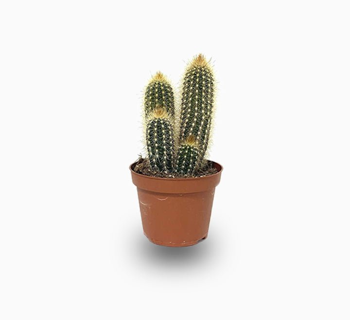 Pachy Cactus - Greensouq - 