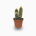 Pachy Cactus - Greensouq - 
