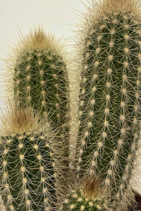 Pachy Cactus - Greensouq - 