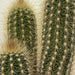 Pachy Cactus - Greensouq - 