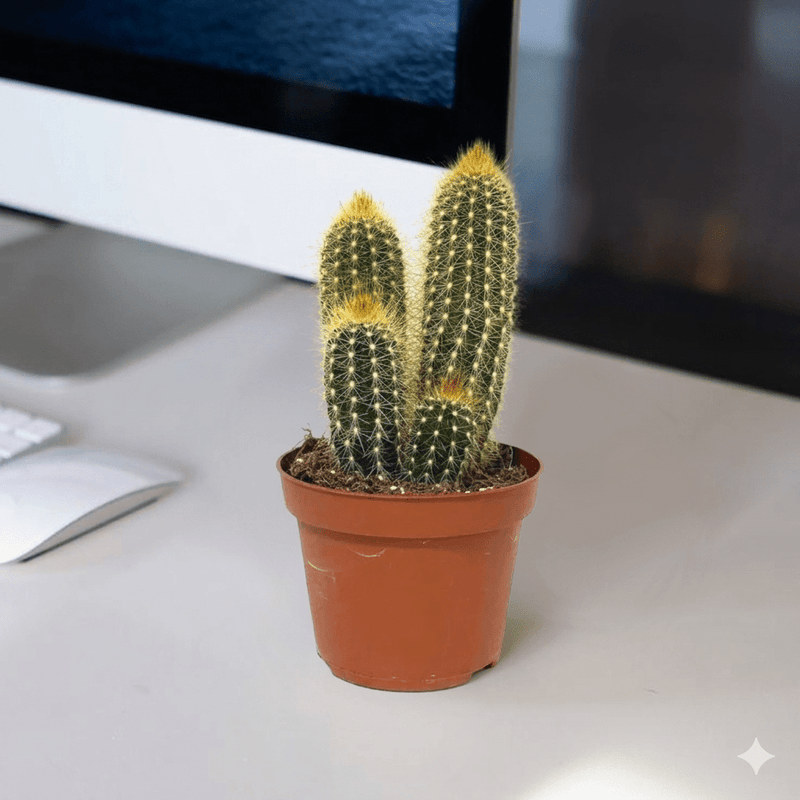 🌵 Pachy Cactus | Dubai's Cute Cacti Champ! - Greensouq - 