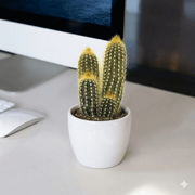 🌵 Pachy Cactus | Dubai's Cute Cacti Champ! - Greensouq - 