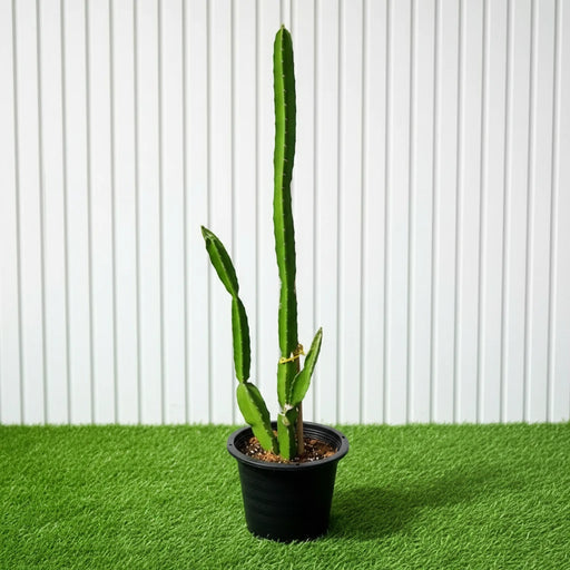 Pachycereus gaumeri or Kanzacam Cactus 0.6 - 0.8m - Greensouq - 