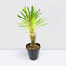 Pachypodium Lamerei | cactus | Madagascar Palm - Greensouq - 