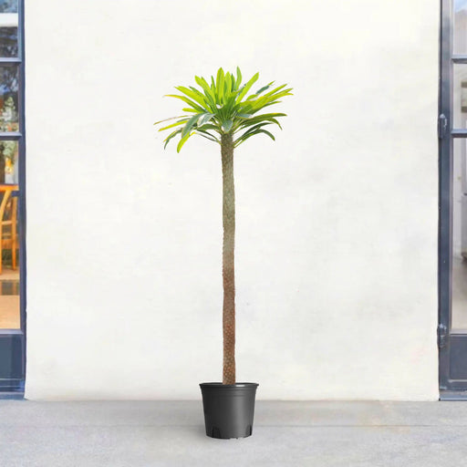 Pachypodium Lamerei | cactus | Madagascar Palm - Greensouq - 