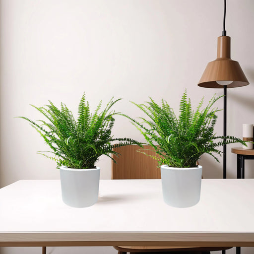 pair of boston fern