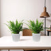 pair of boston fern