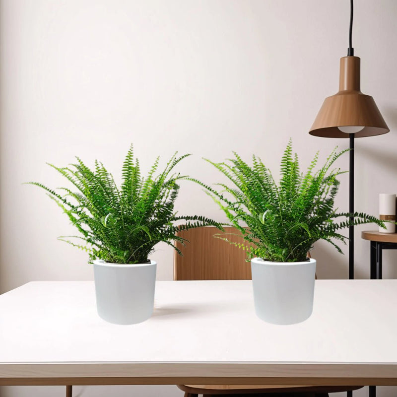 Pair of Boston Ferns in Round Cement Pots - Greensouq - 