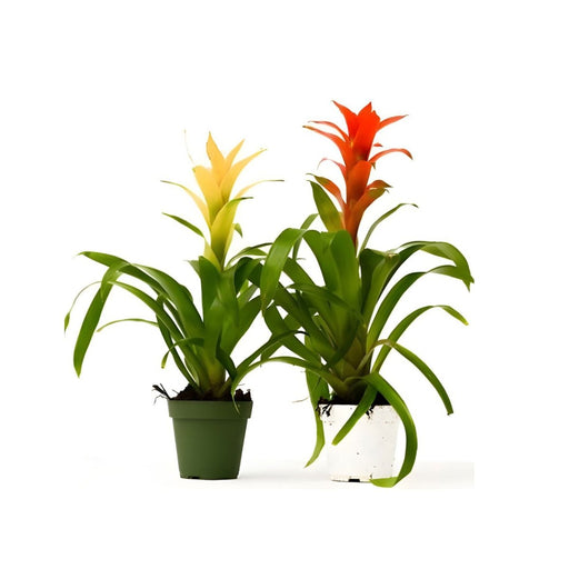 Pair of Guzmania Bromeliads - Greensouq - 